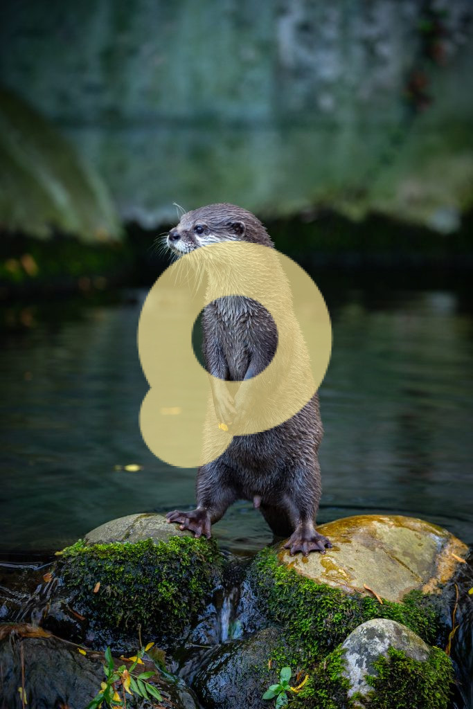 Маленькая порабощенная выдра Асьян