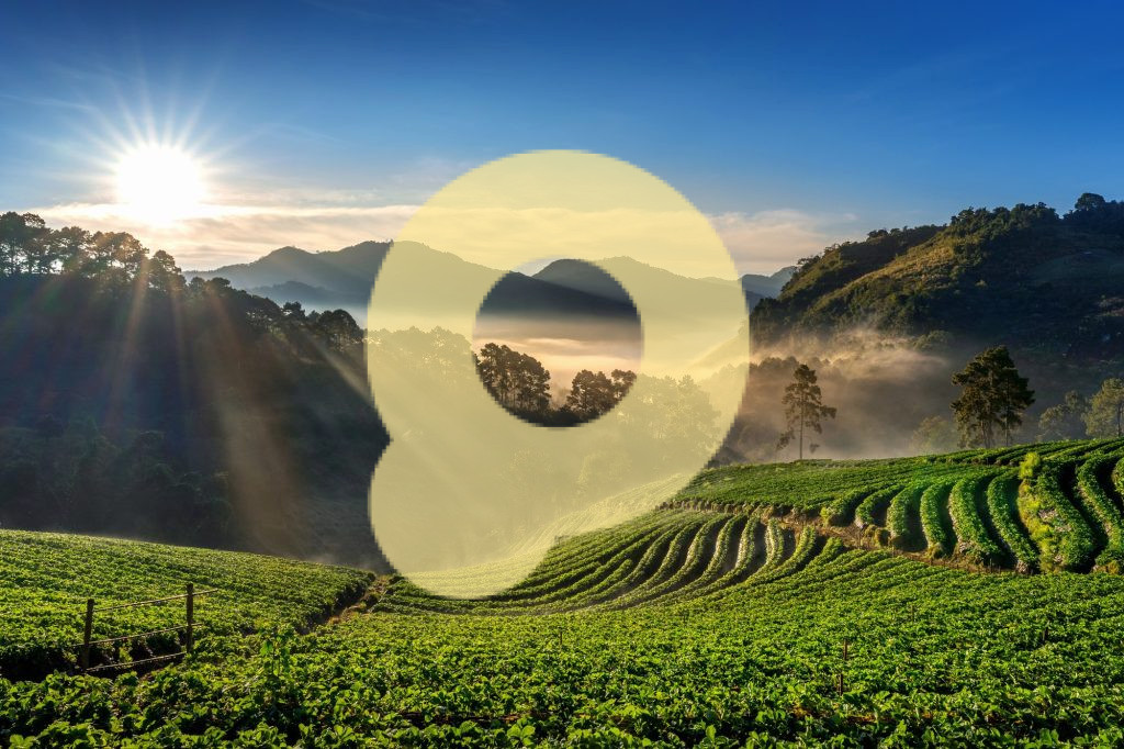 Красивый клубничный сад sunrise doi ang khang Чиангмай Таиланд