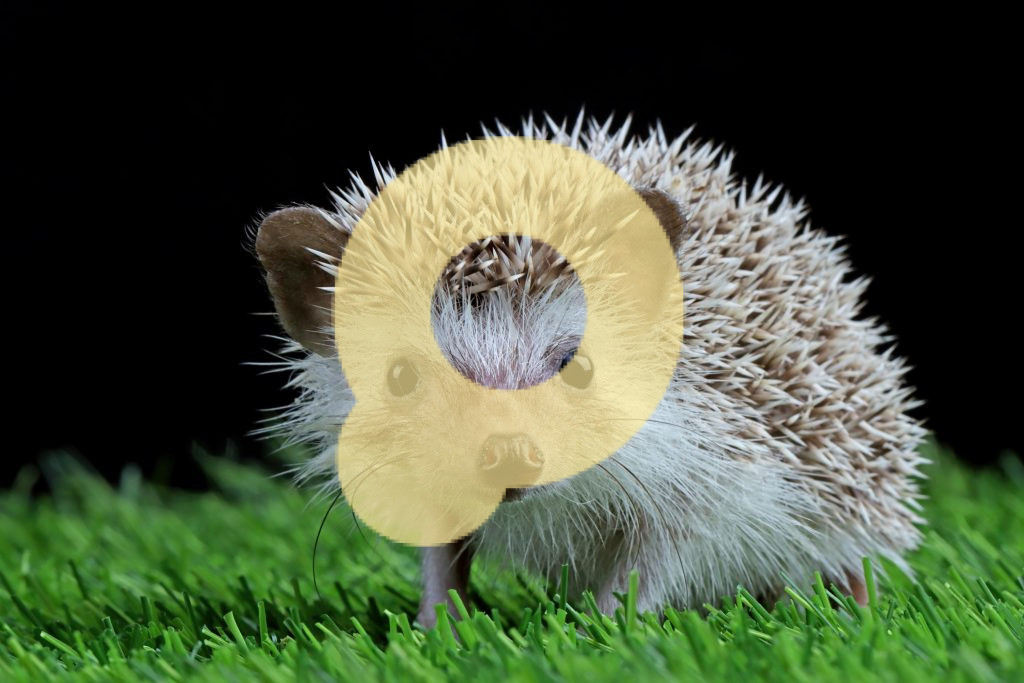 Милый маленький ежик крупным планом на траве на черном фоне