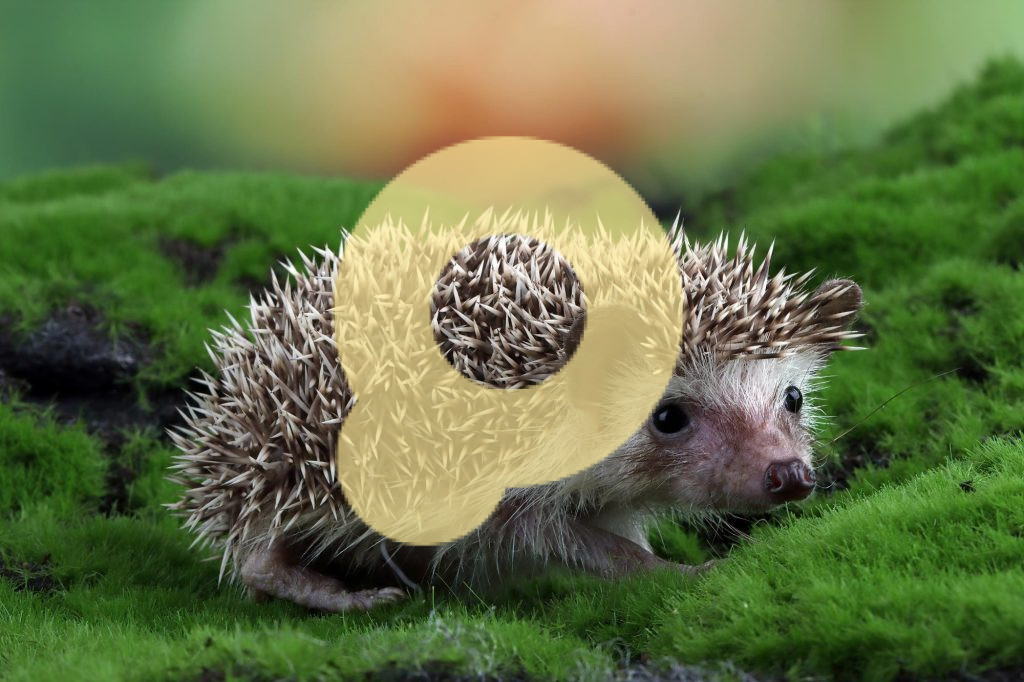 Маленький ежик играет во мху