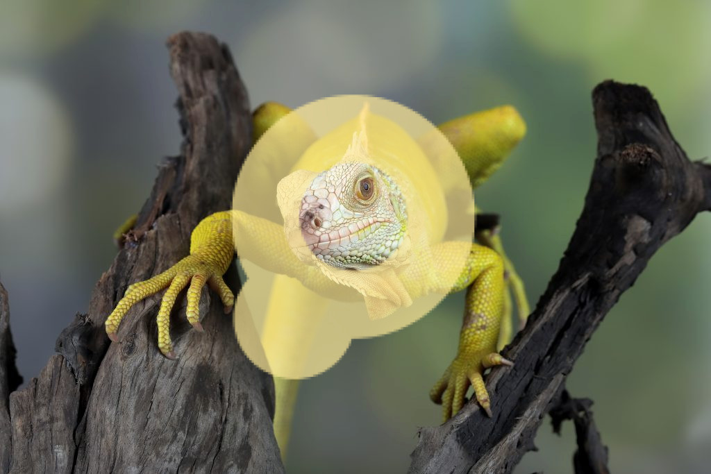 Игуана-альбинос