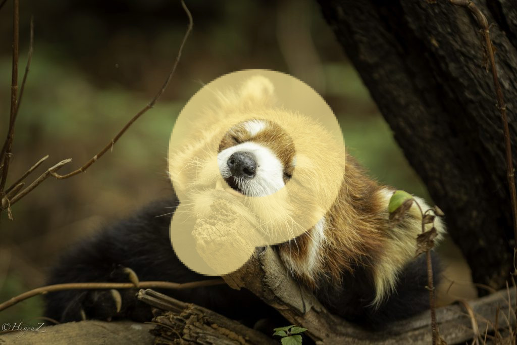 Снимок милой маленькой красной панды крупным планом