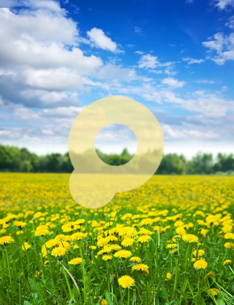 Летний день на лугу с одуванчиками