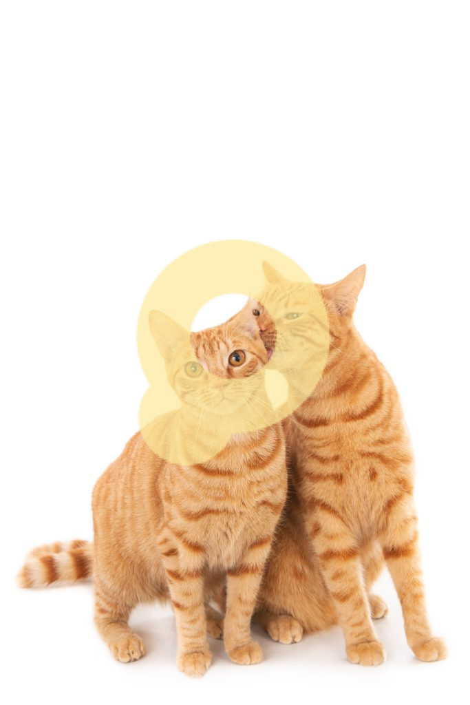 Снимок крупным планом, на котором одна рыжая кошка лижет другую, выделенный на белом фоне