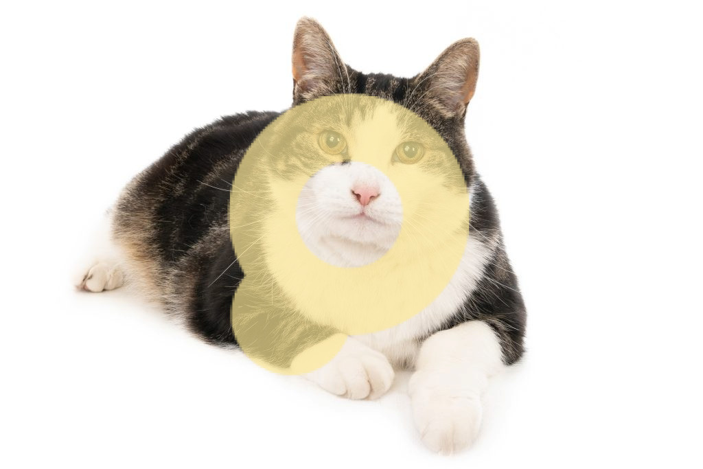 Снимок крупным планом милой черно-белой кошки, одиноко лежащей на белом фоне