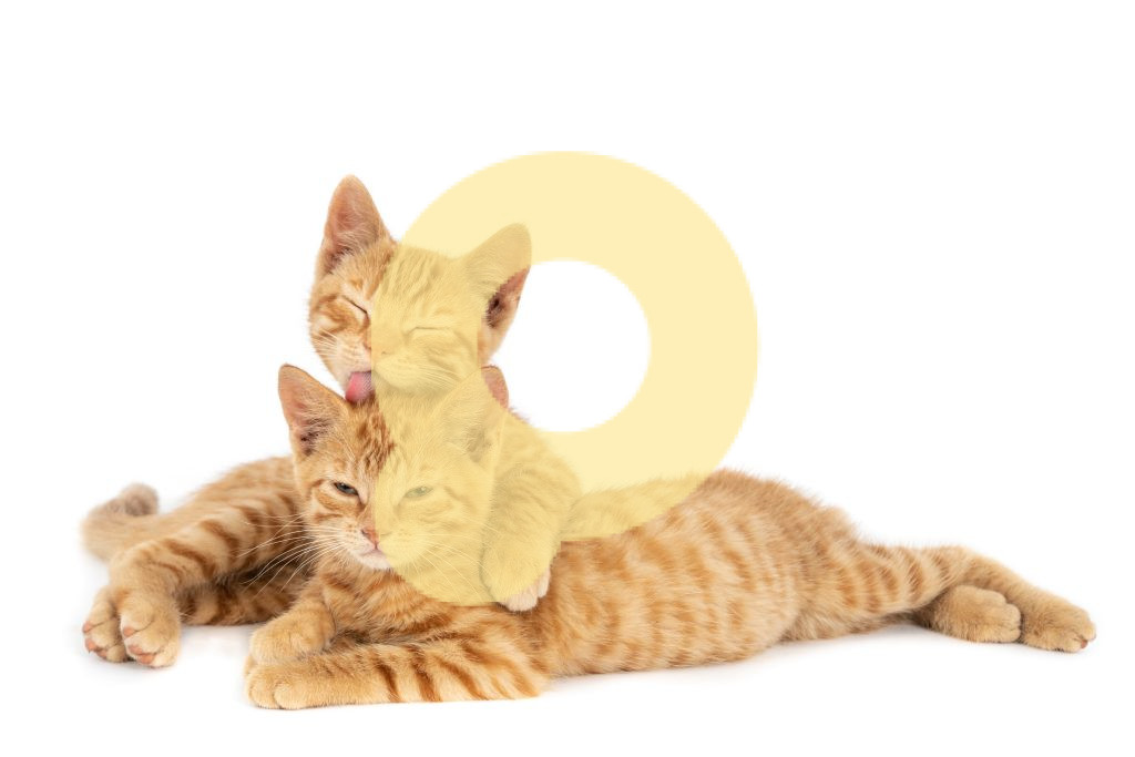 Снимок крупным планом, на котором одна рыжая кошка обнимает и облизывает другую, выделенный на белом фоне