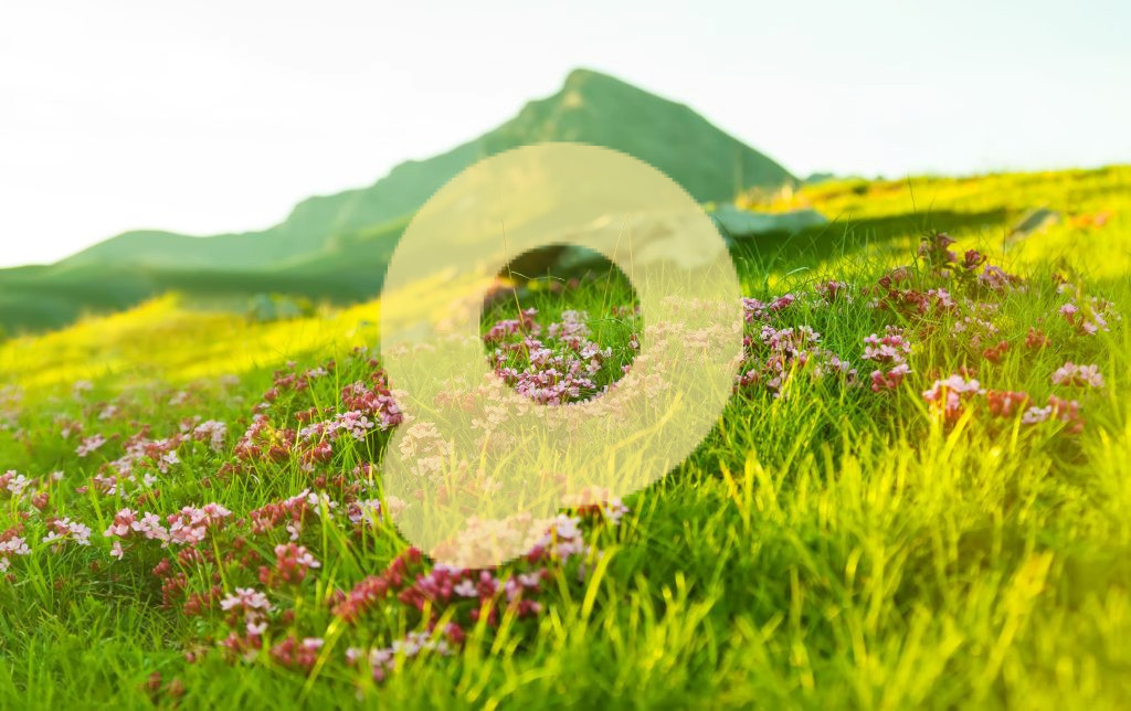 Трава альпийского луга