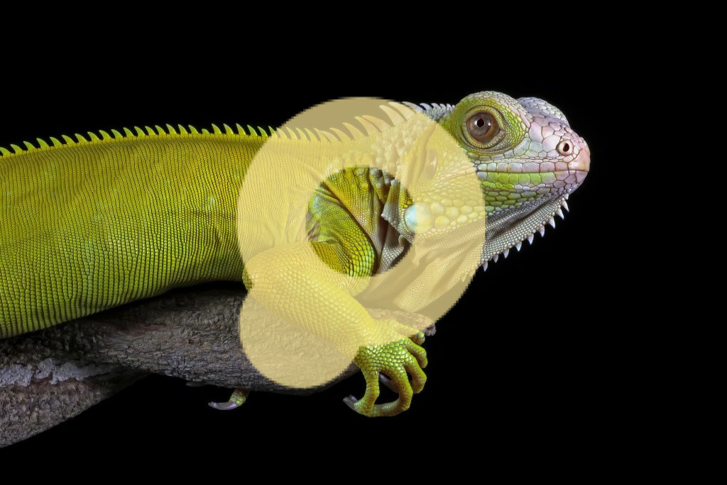 Игуана-альбинос крупным планом