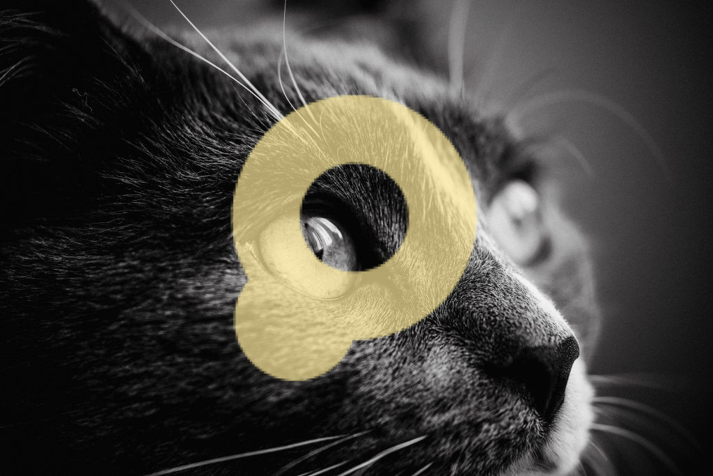 Снимок мордочки черной кошки крупным планом