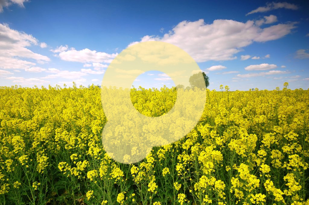 Поле желтых цветов с облаками