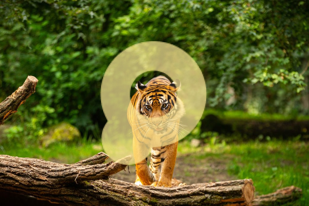 Суматранский тигр в природе