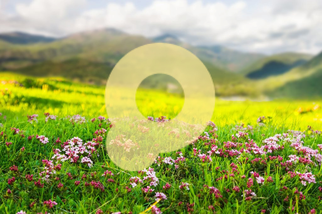 Растение с розовыми цветами на высокогорном лугу в Пиренеях