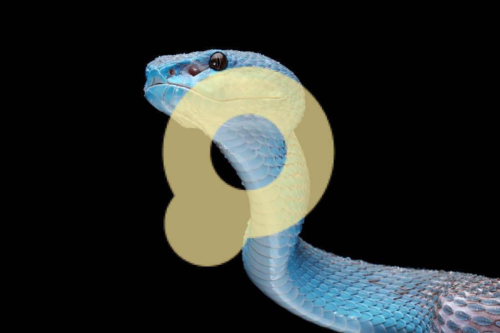 Голубая гадюка-змея
