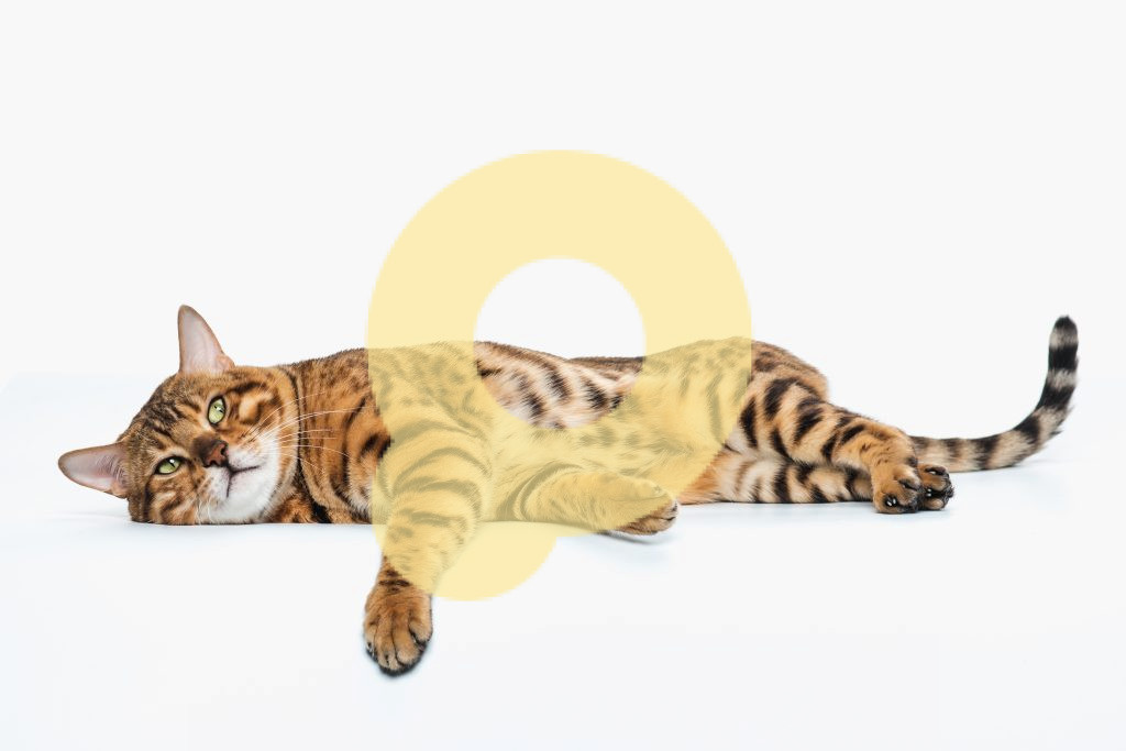Золотистая бенгальская кошка на белом фоне в студии