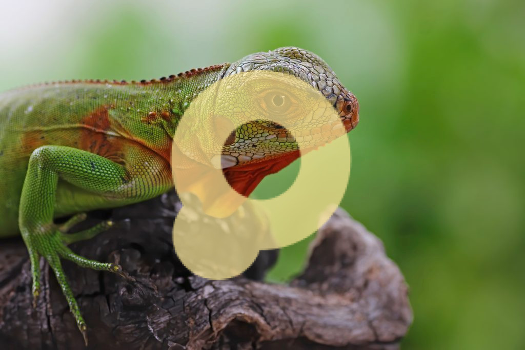 Зеленая игуана, вид сбоку