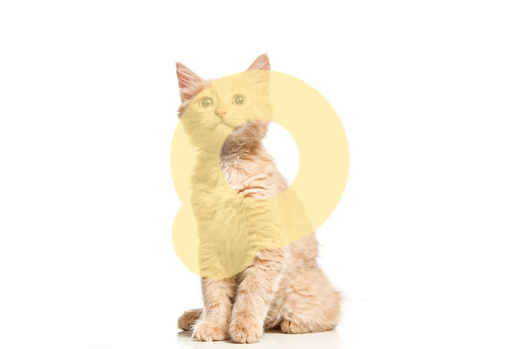 Рыжий или белый кот на белом студийном фоне