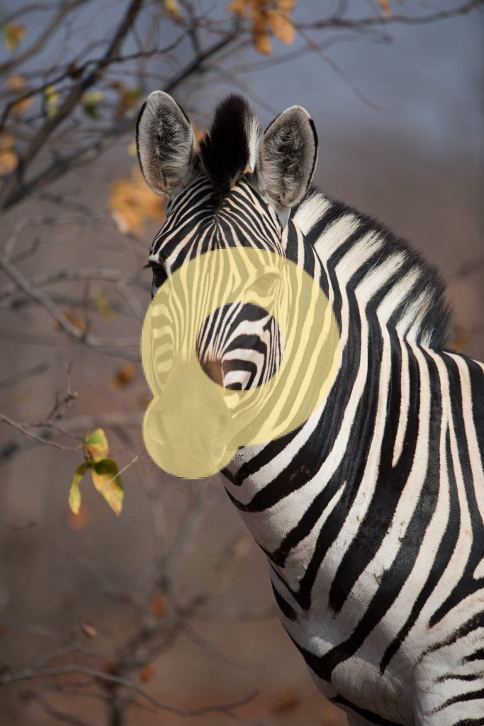 Красивая зебра, снятая крупным планом