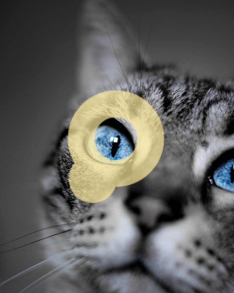 Неглубокий снимок голубоглазой домашней короткошерстной кошки