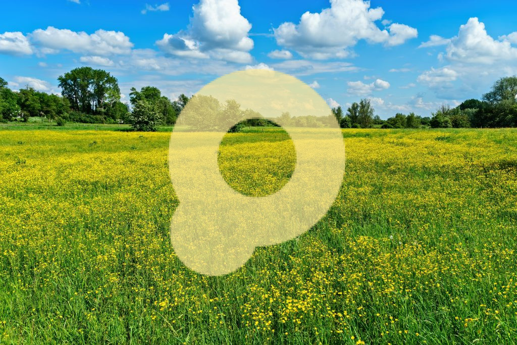 Красивый снимок желтых цветочных полей