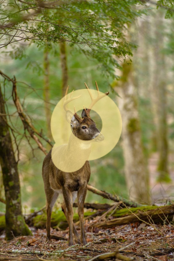 Вертикальный снимок красивого оленя, стоящего в лесу на размытом фоне